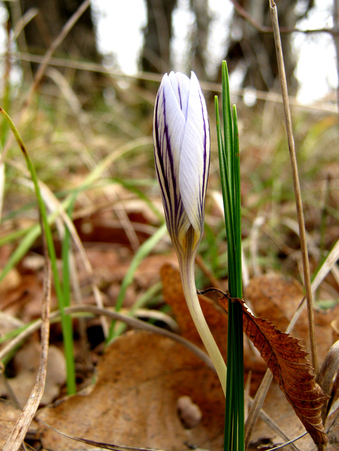 Image of Crocus reticulatus specimen.