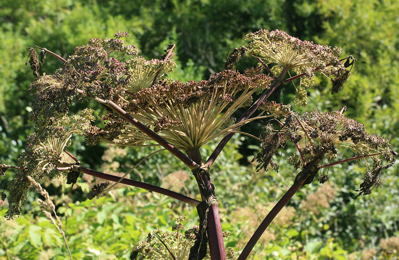 Image of Angelica ursina specimen.