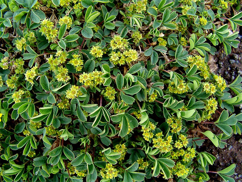 Image of Sibbaldia semiglabra specimen.