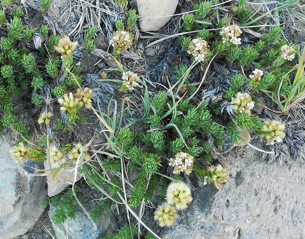 Image of Nassauvia glomerata specimen.