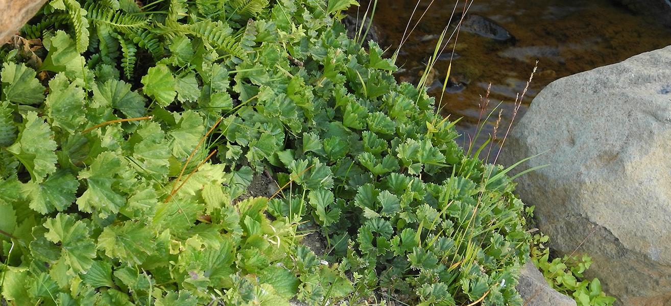 Image of Gunnera magellanica specimen.