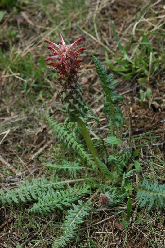 Изображение особи Pedicularis alberti.