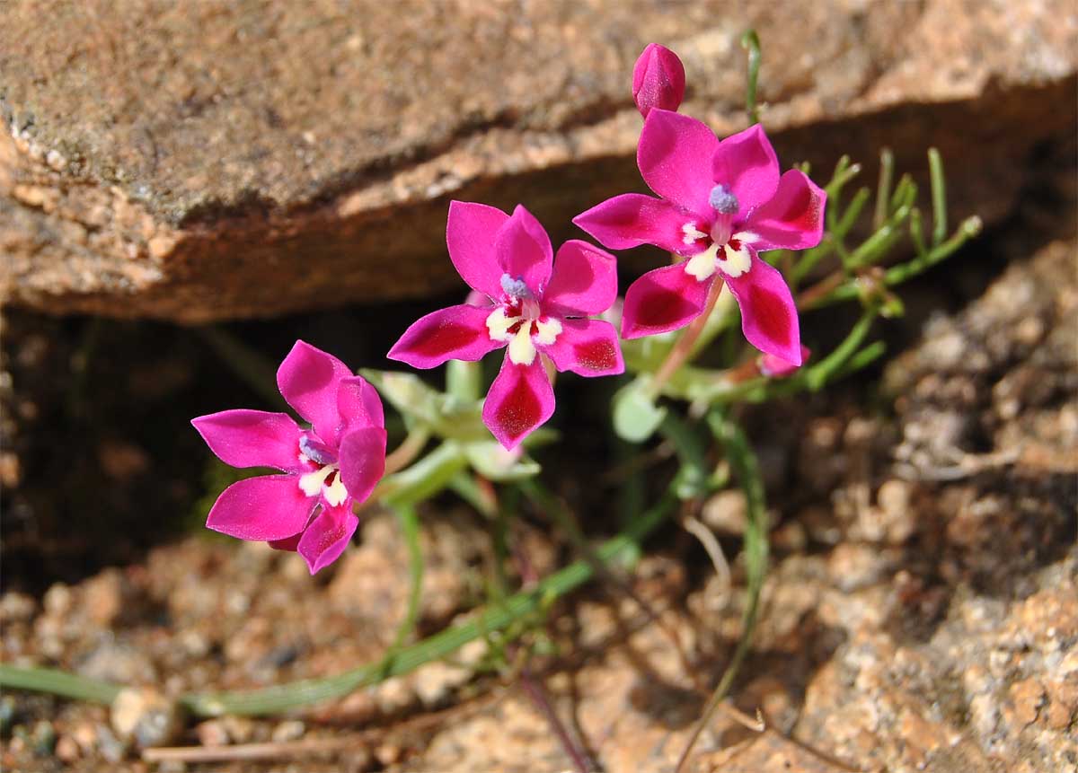 Image of Lapeirousia silenoides specimen.