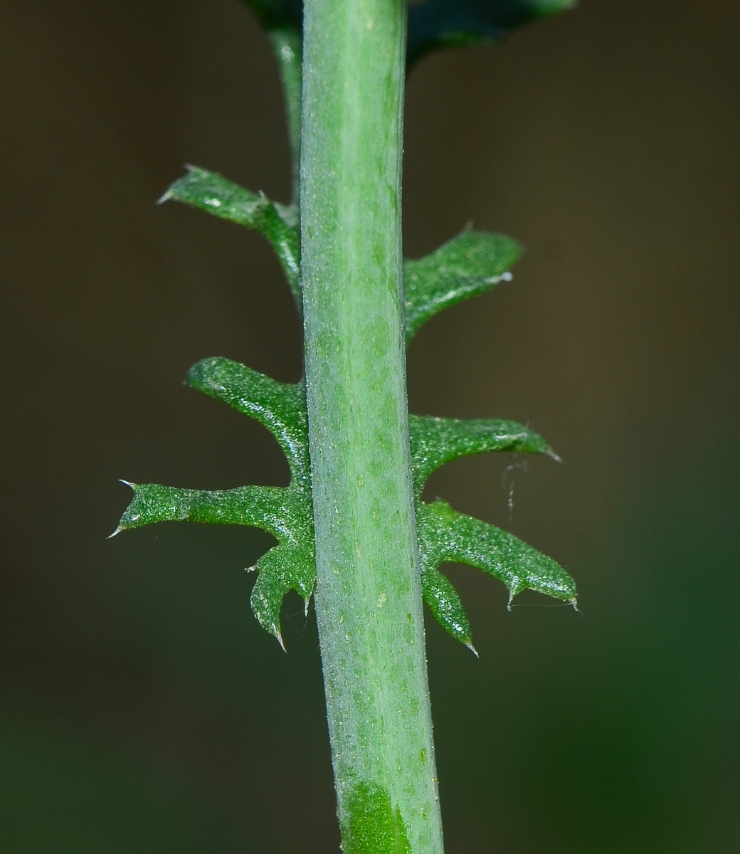 Image of Glebionis coronaria specimen.