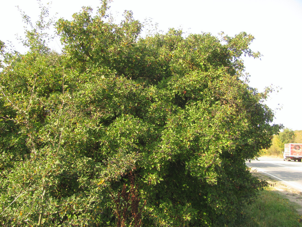 Image of Crataegus pentagyna specimen.