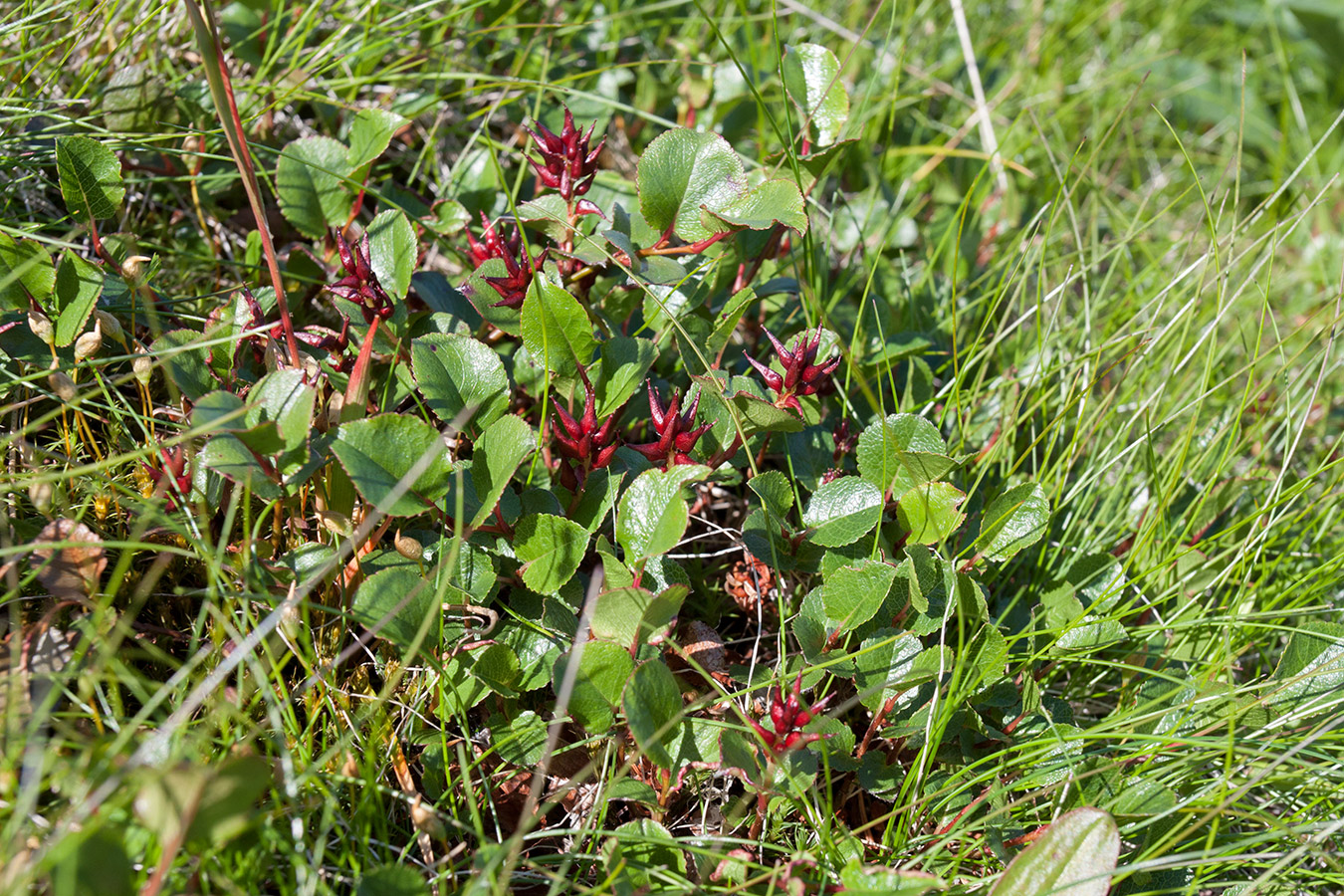 Изображение особи Salix herbacea.