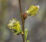 род Salix