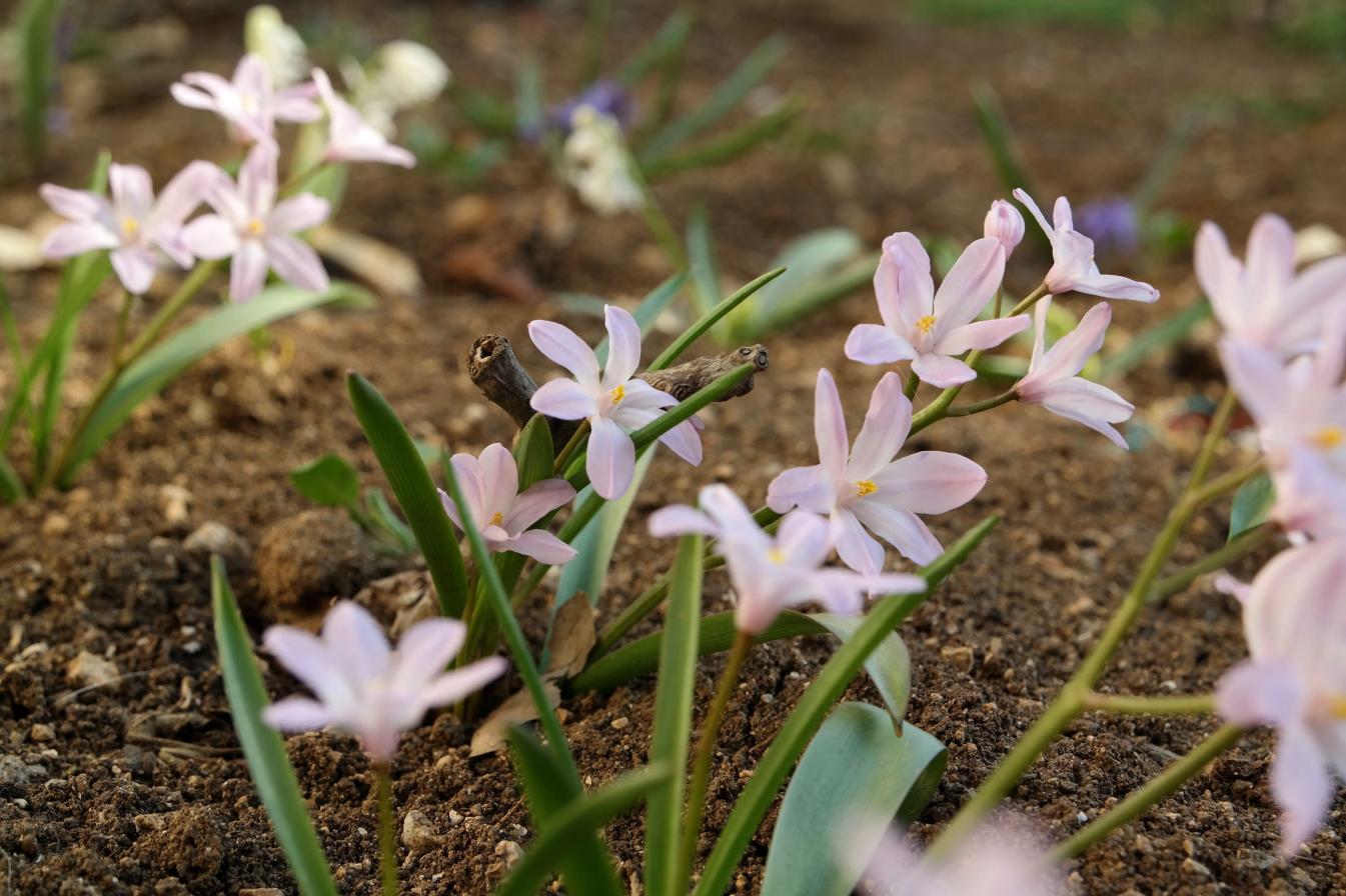 Image of Chionodoxa luciliae var. rosea specimen.