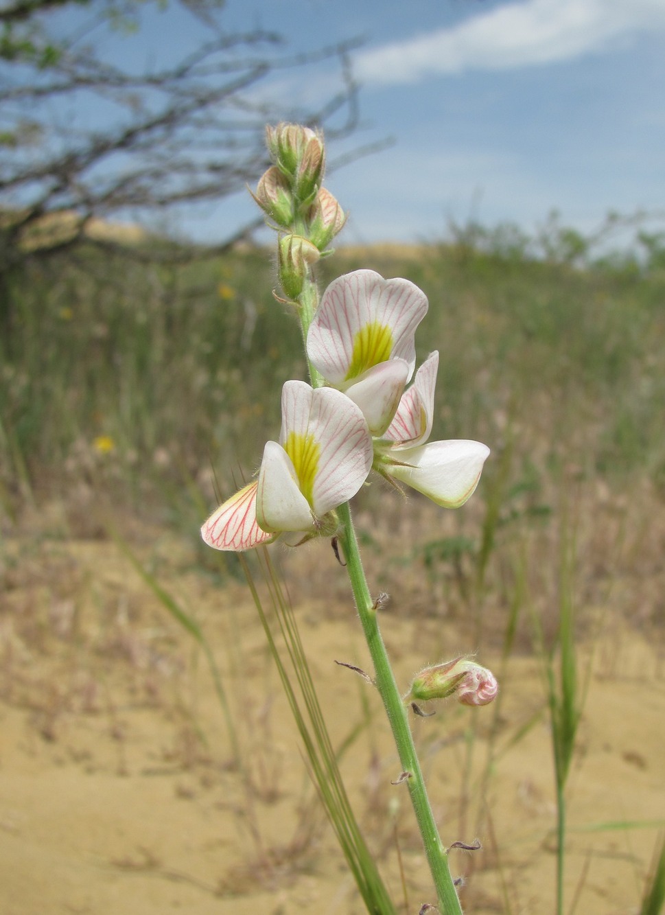 Изображение особи Onobrychis majorovii.