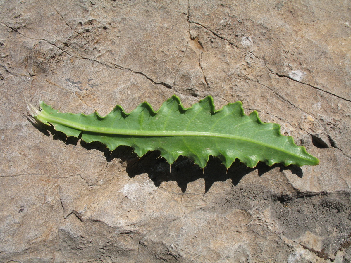 Изображение особи Cirsium glaberrimum.