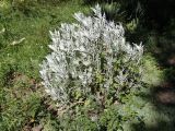 Senecio cineraria. Вегетирующее растение. Крым, Белогорский р-н, Топловский монастырь, цветник. 12.08.2018.