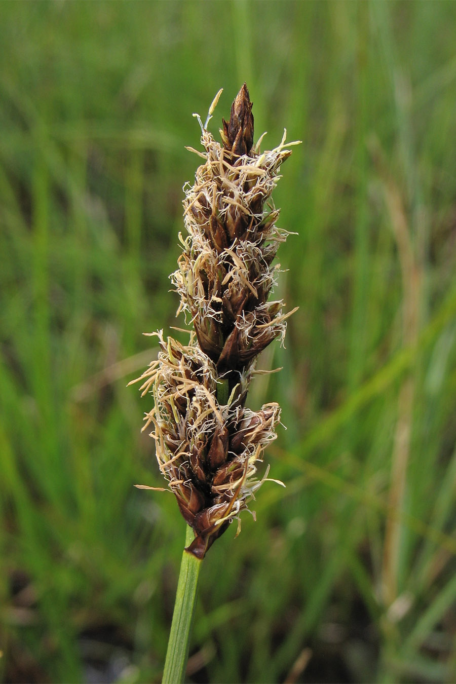 Image of Carex disticha specimen.