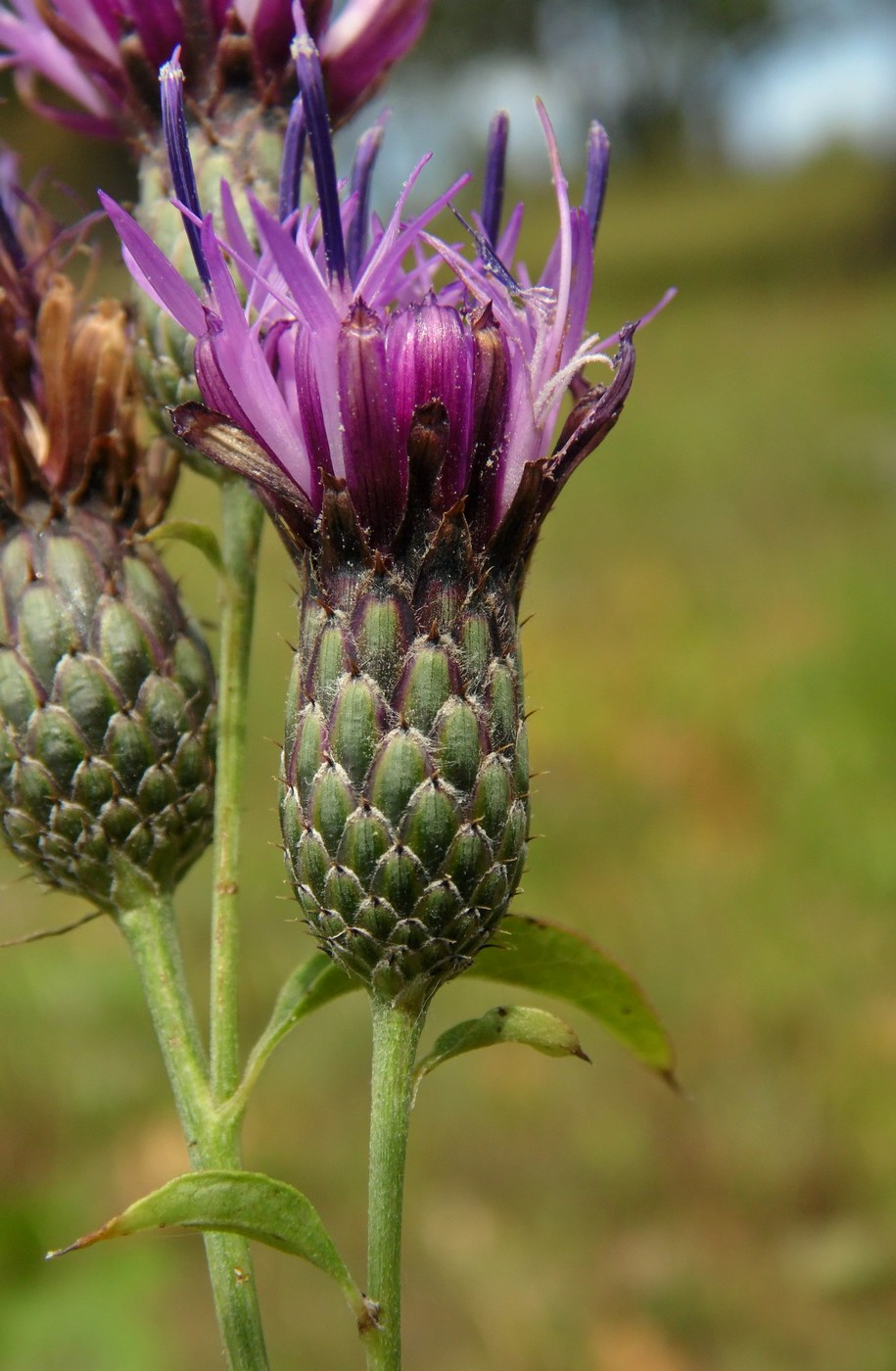 Image of Klasea quinquefolia specimen.