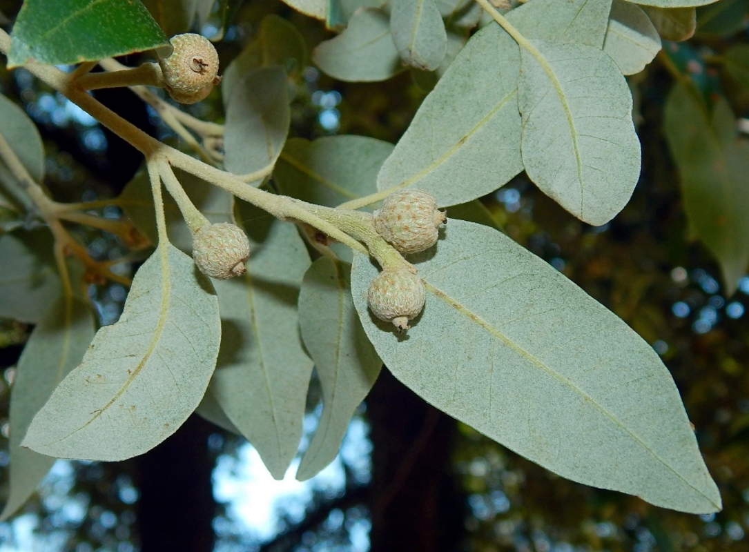 Изображение особи Quercus ilex.