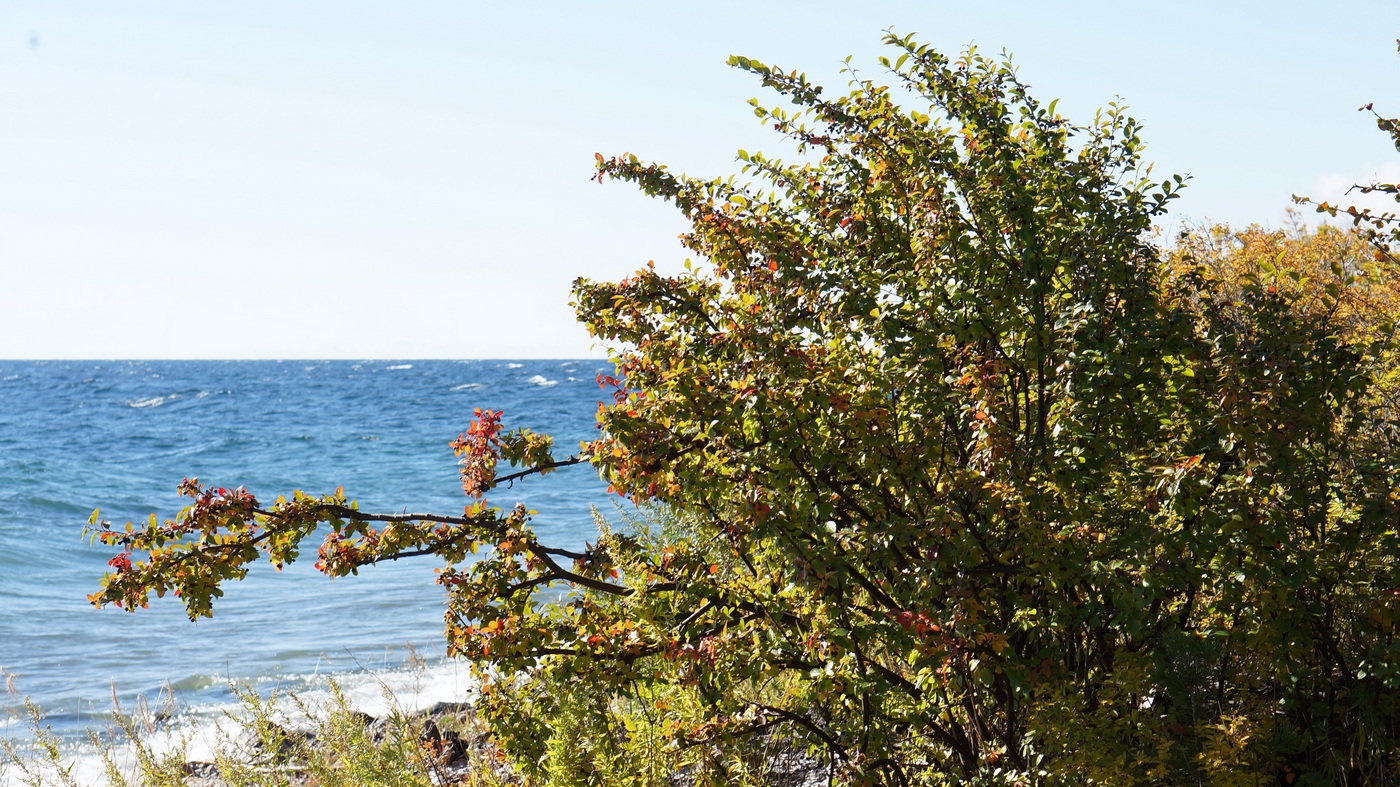 Image of Cotoneaster lucidus specimen.