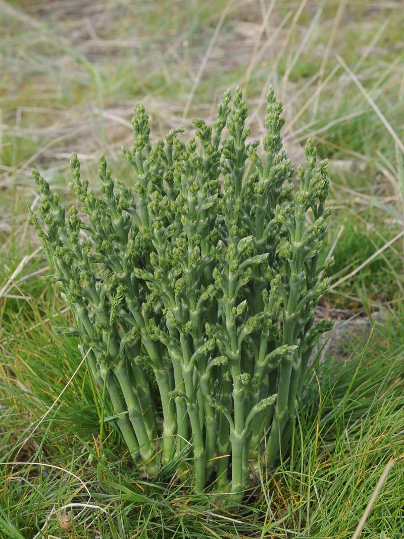 Изображение особи Anabasis turkestanica.