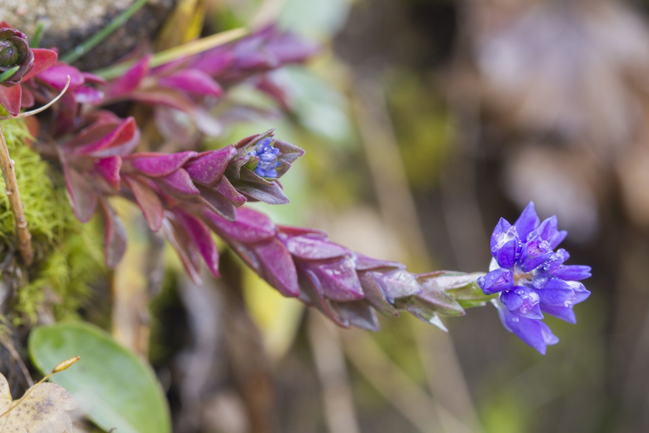 Изображение особи Polygala alpicola.