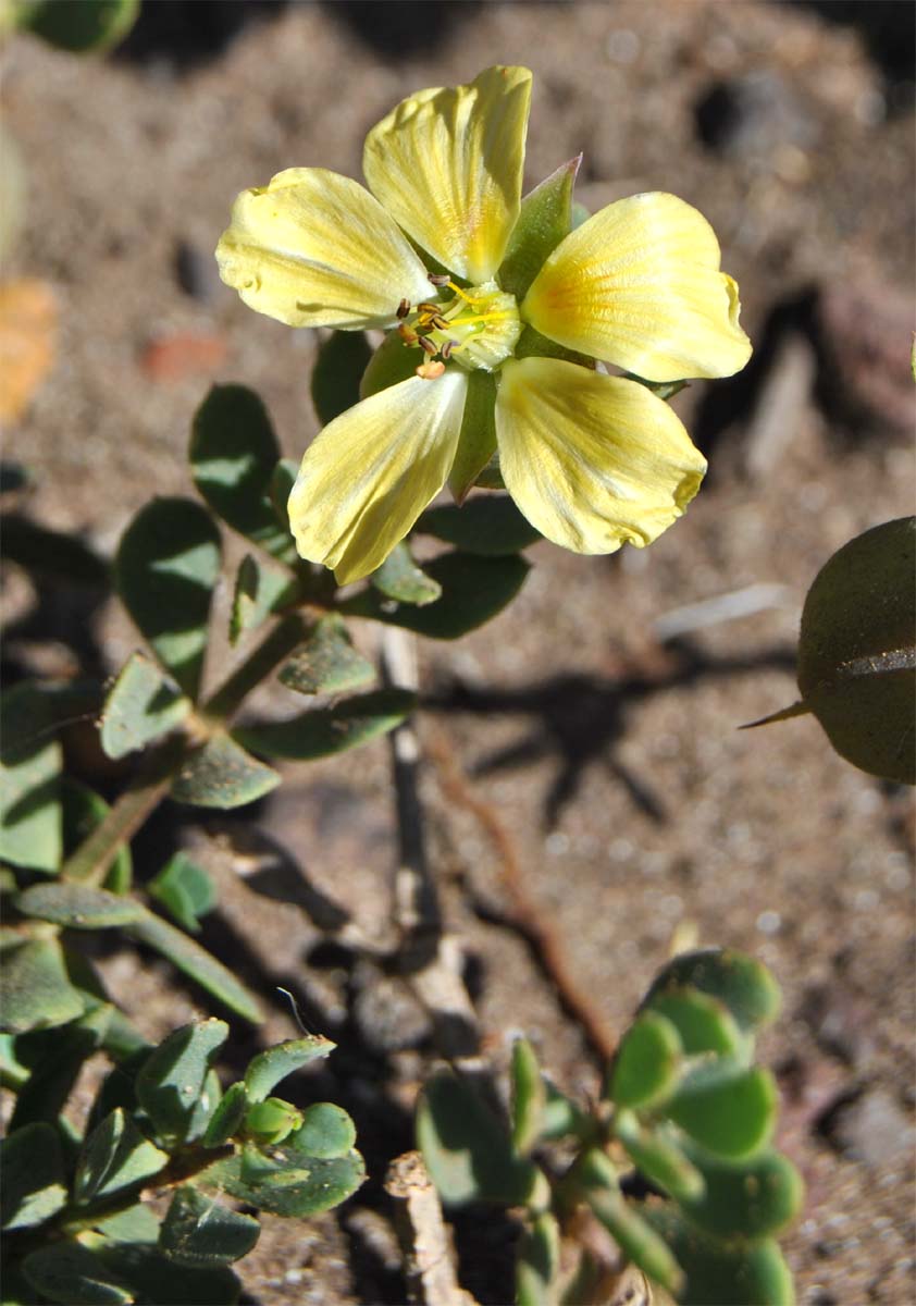 Image of Roepera maritima specimen.