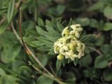 Galium bellatulum. Верхушка цветущего побега. Украина, Закарпатская обл., Раховский р-н, хр. Свидовец, ≈ 1800 м н.у.м. (locus classicus), скальное обнажение. 27 августа 2008 г.