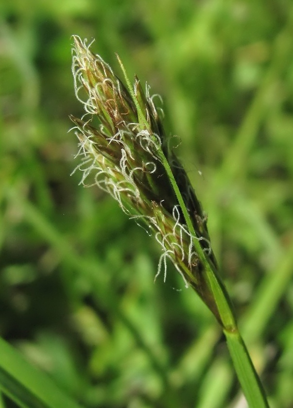 Изображение особи Carex leporina.