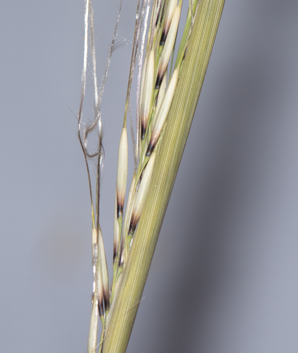 Изображение особи Stipagrostis ciliata.