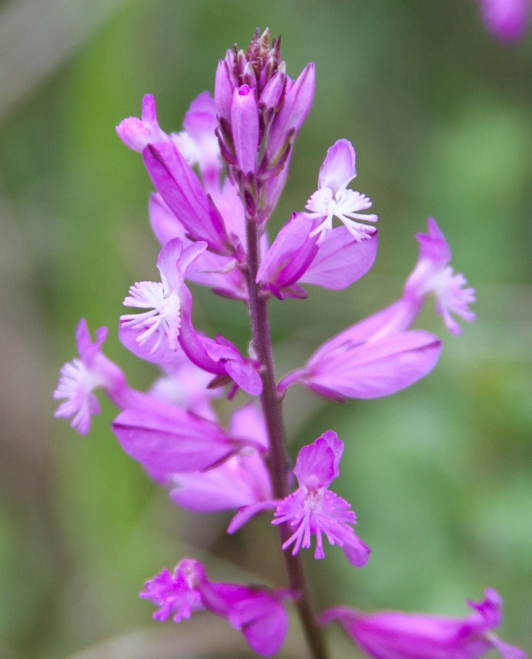 Image of Polygala major specimen.