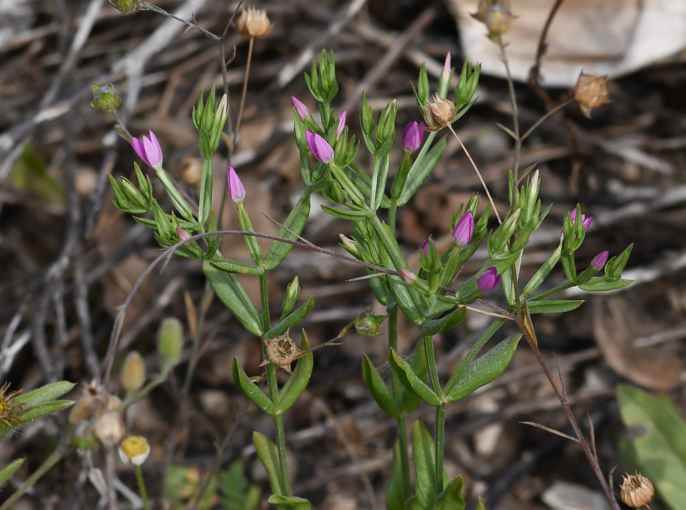 Изображение особи Centaurium tenuiflorum.