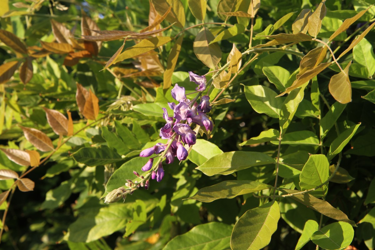 Изображение особи Wisteria sinensis.