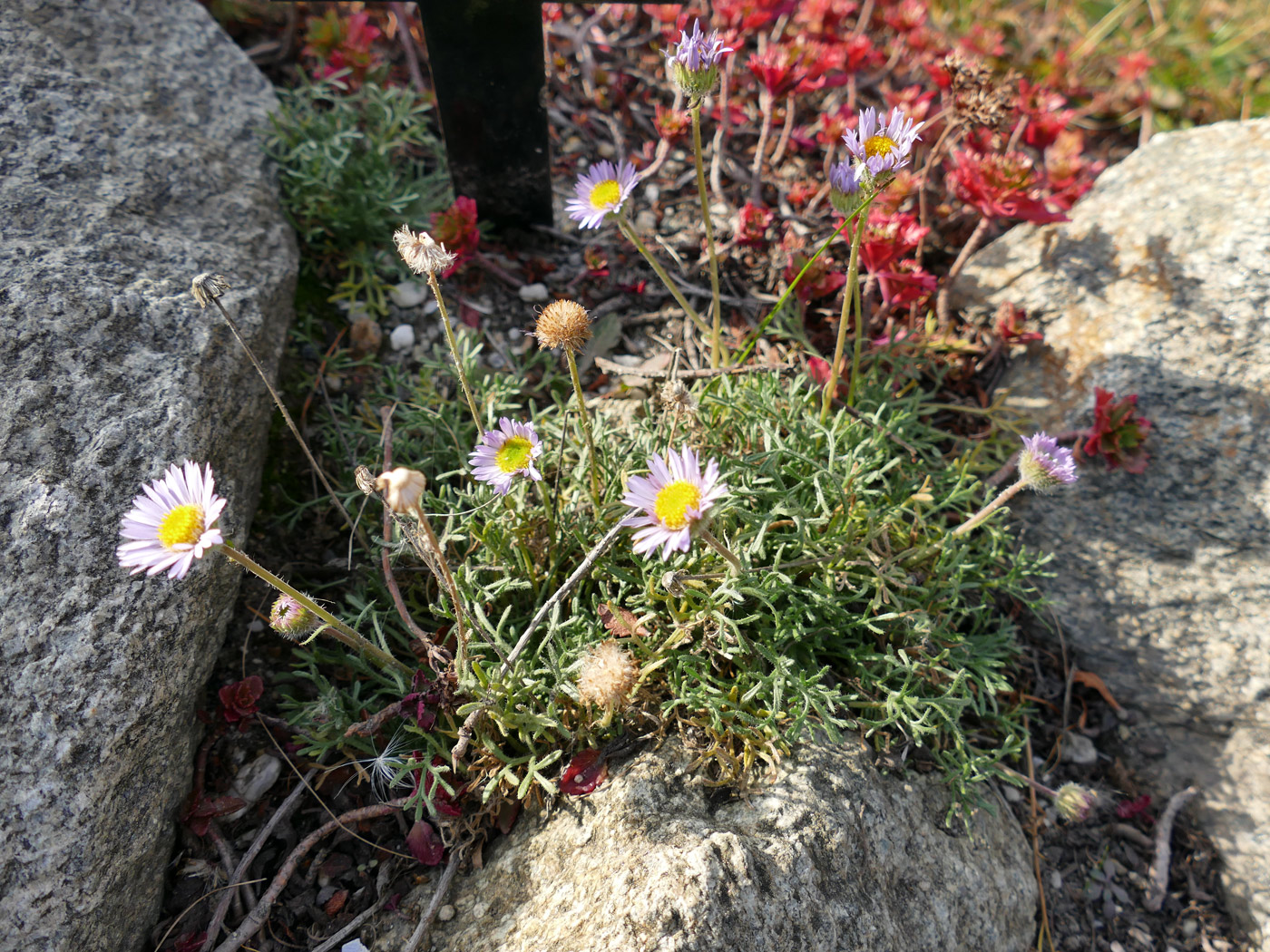 Изображение особи Erigeron compositus.