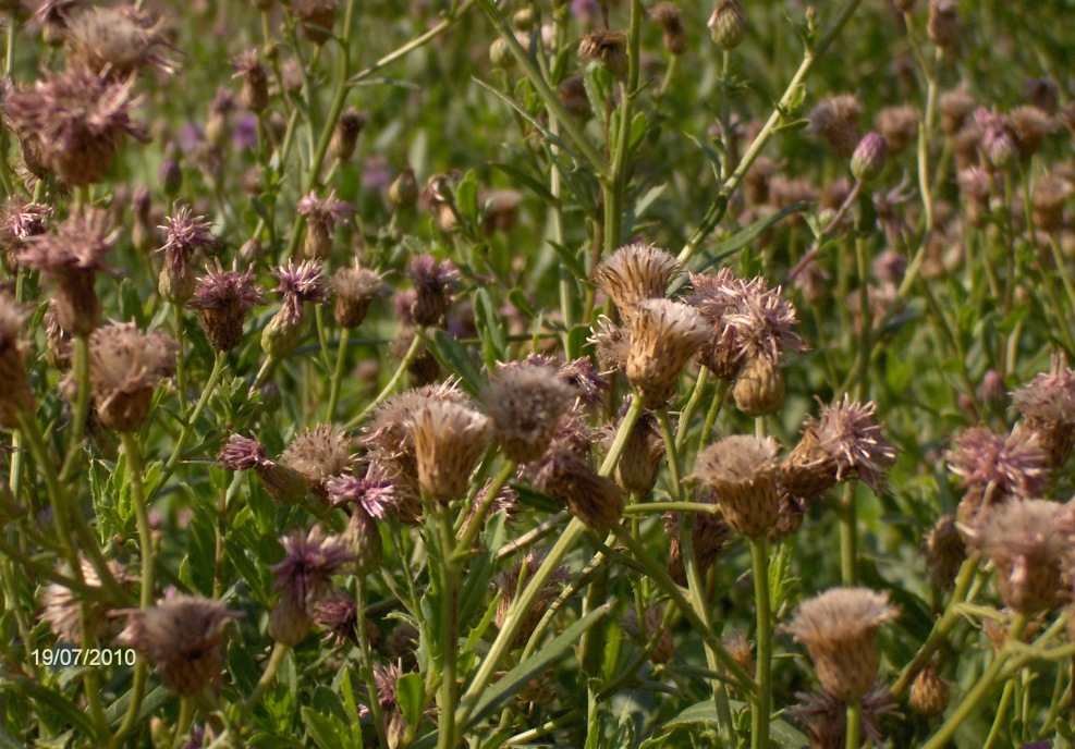 Изображение особи Cirsium setosum.