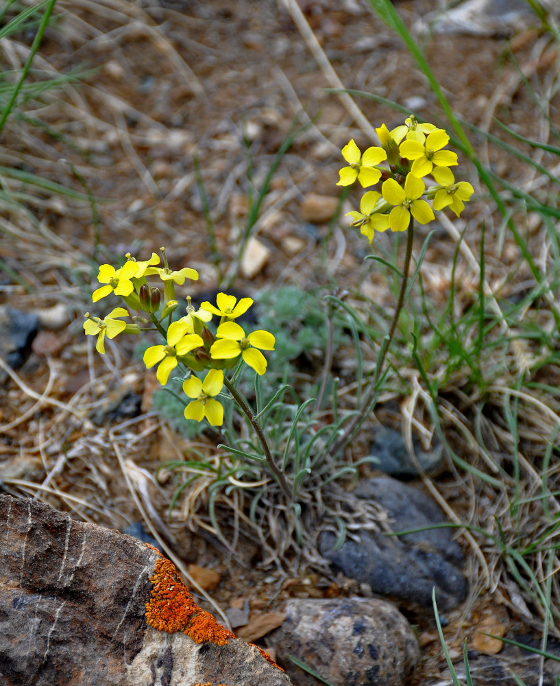 Изображение особи Erysimum flavum.