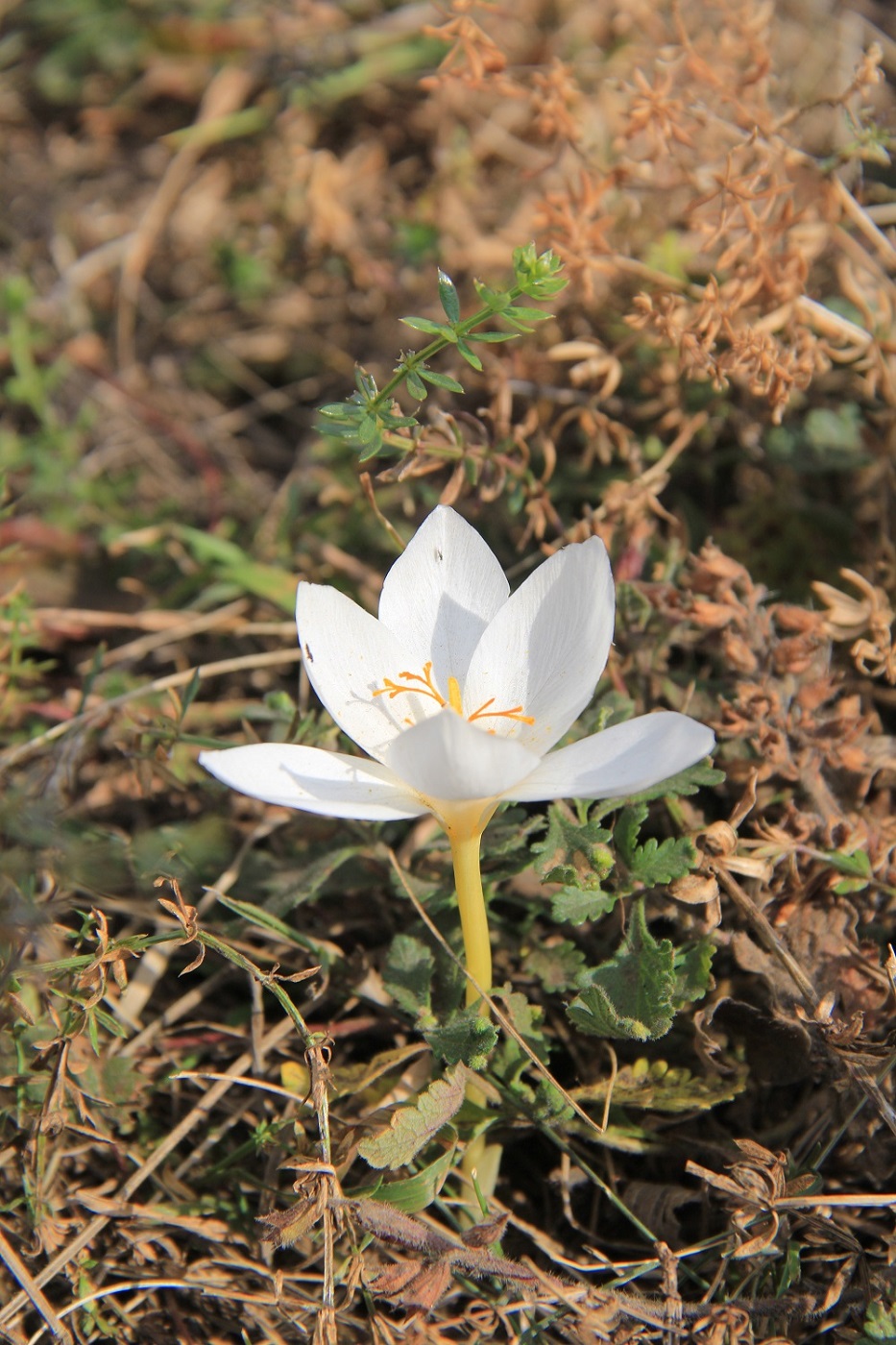 Image of Crocus speciosus specimen.