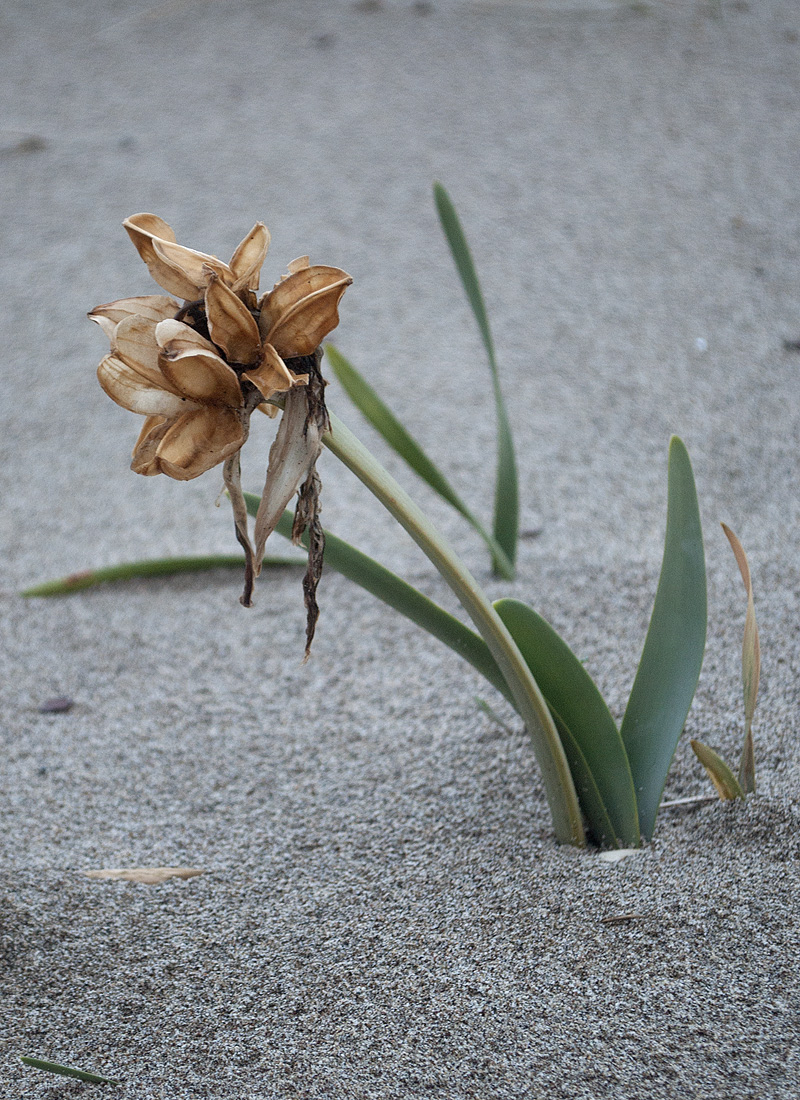 Изображение особи Pancratium maritimum.