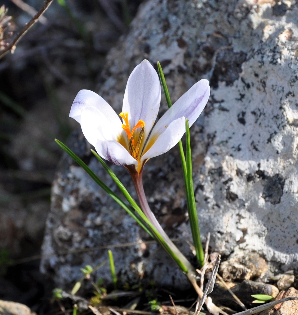 Изображение особи Crocus hartmannianus.