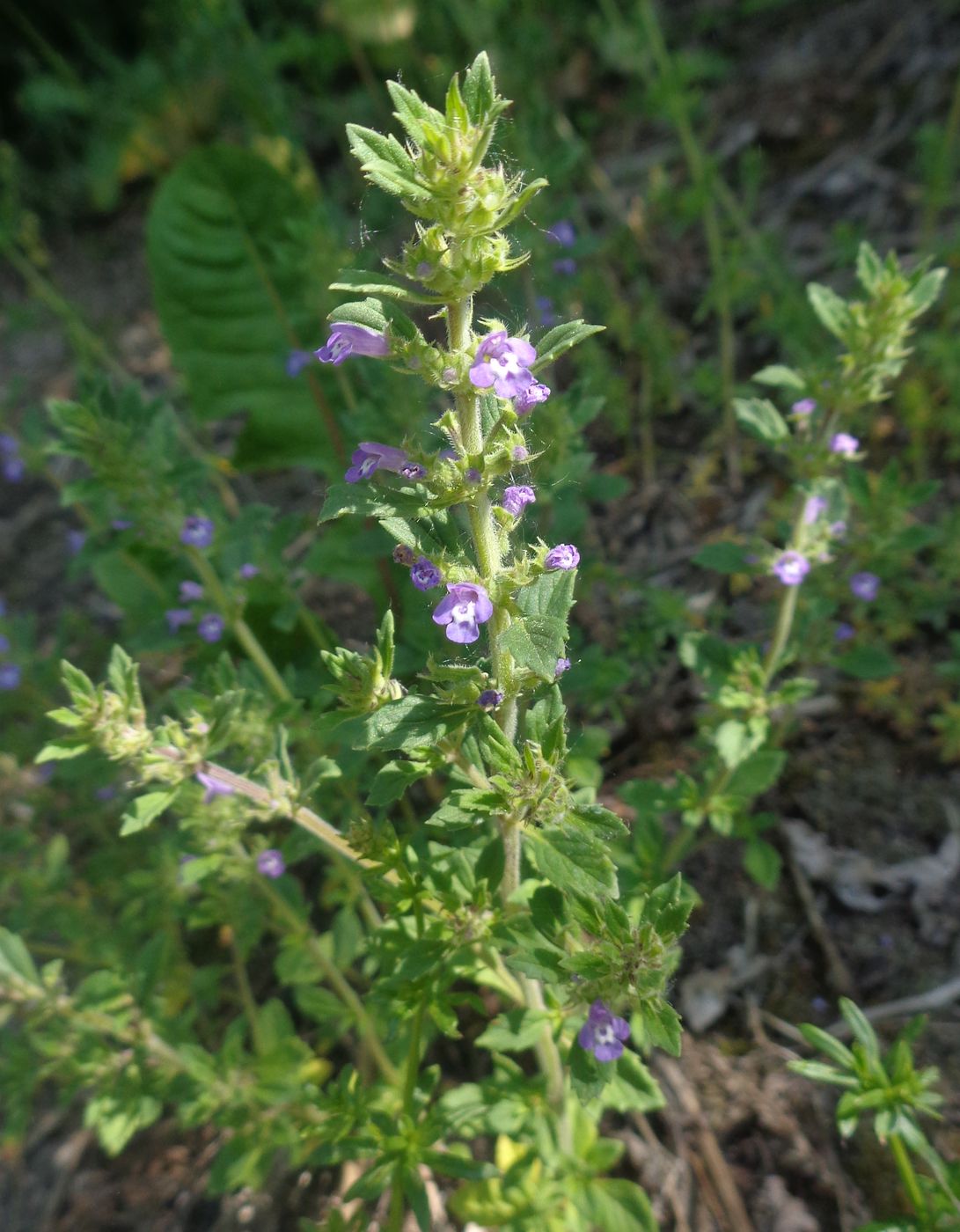 Image of Ziziphora acinos specimen.