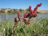 Rumex popovii