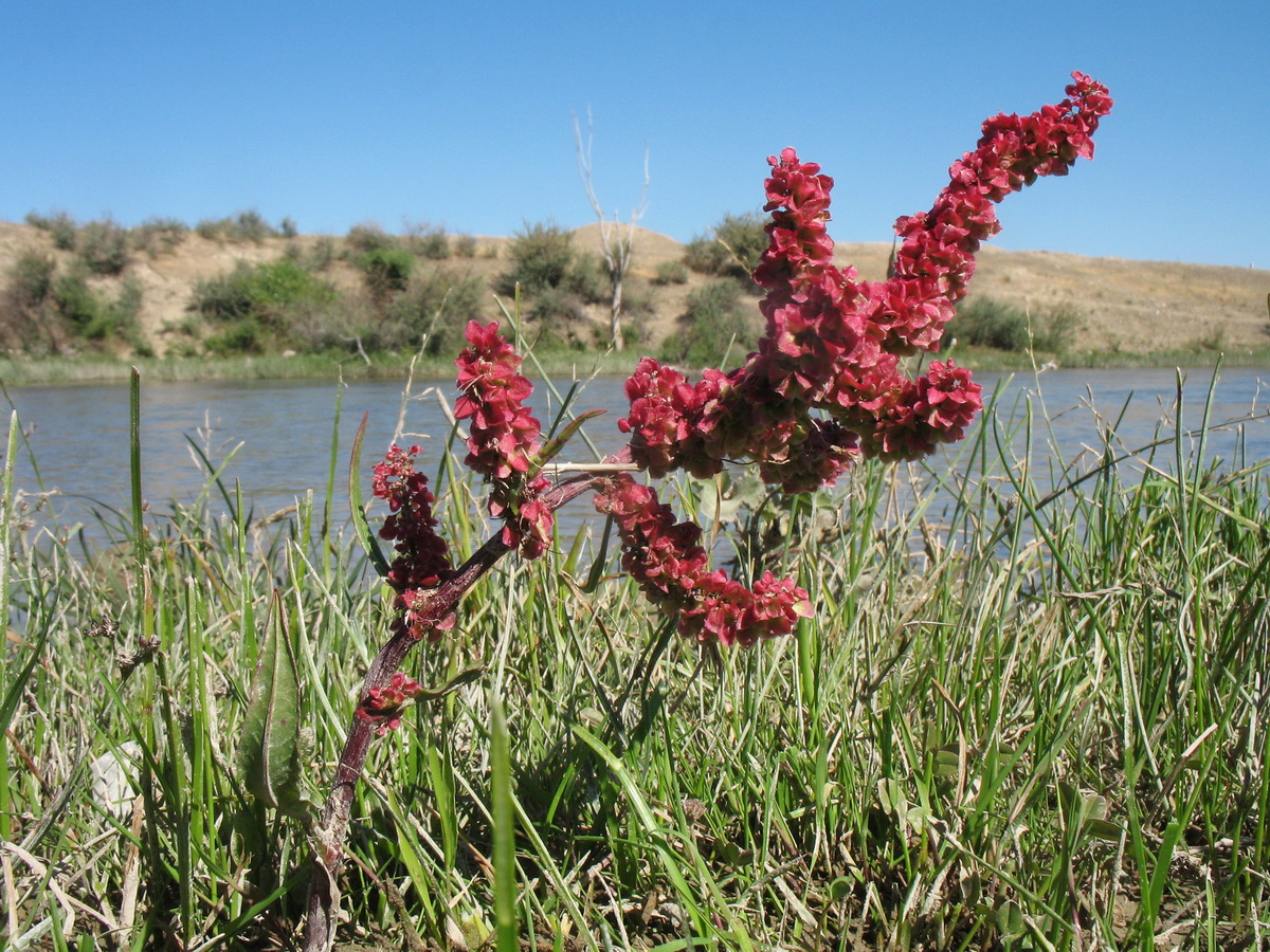 Изображение особи Rumex popovii.