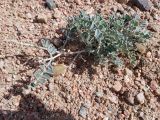 Astragalus ferganensis