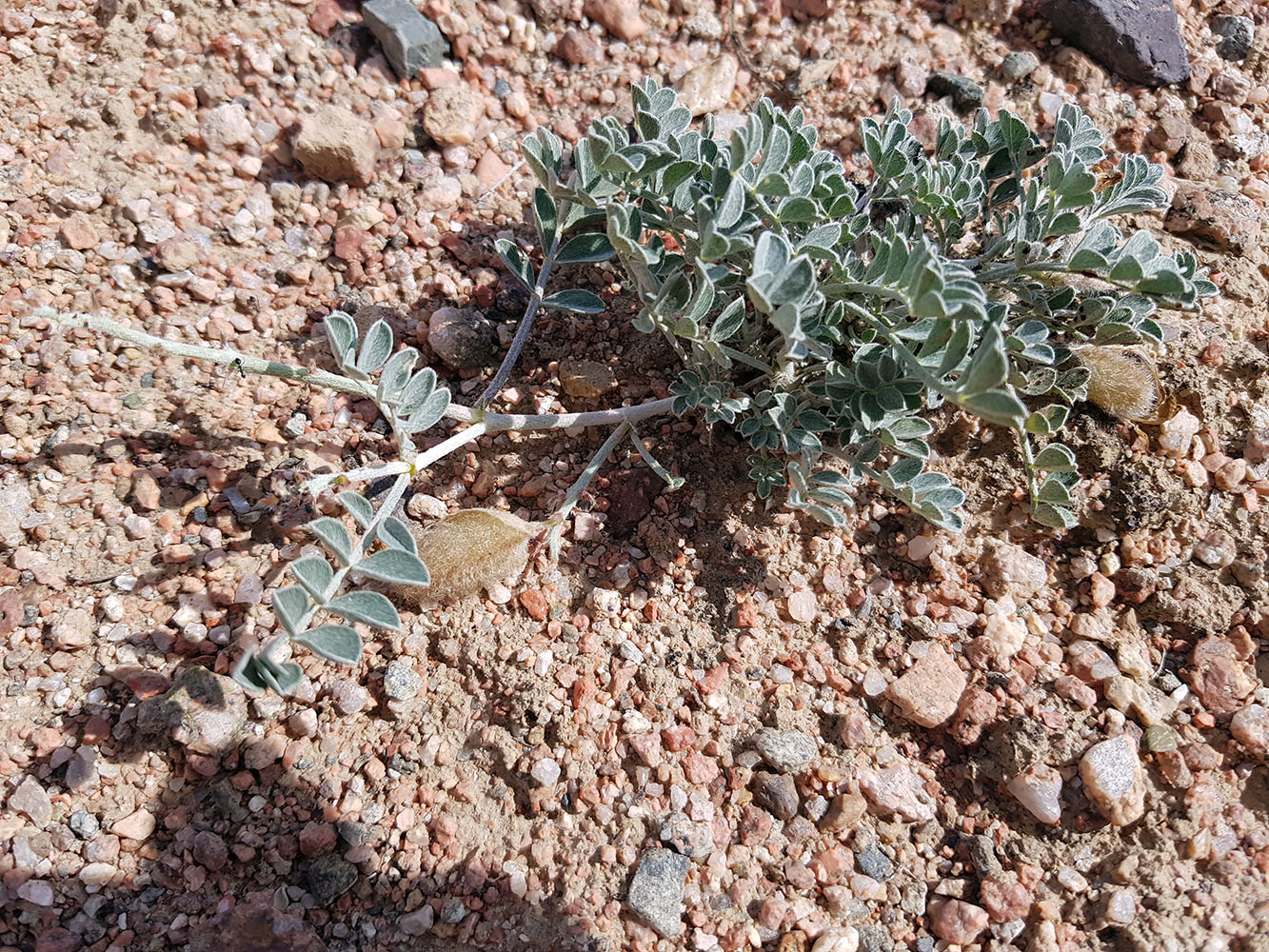 Image of Astragalus ferganensis specimen.