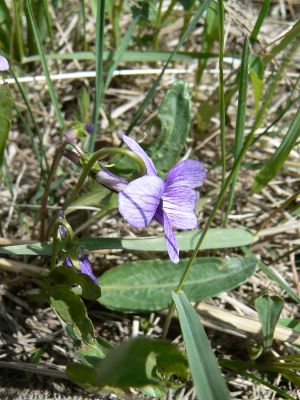 Image of genus Viola specimen.