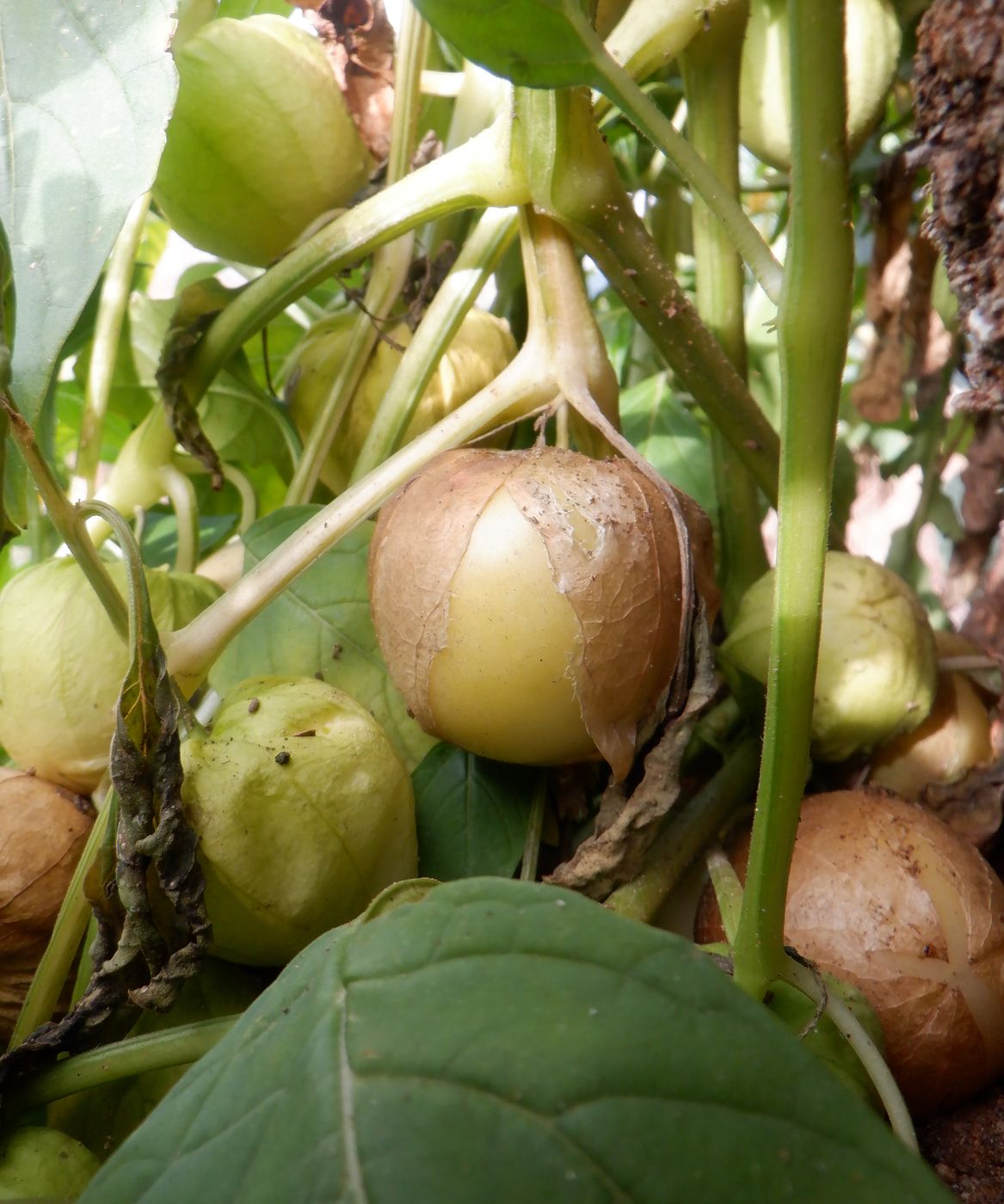 Image of Physalis ixocarpa specimen.