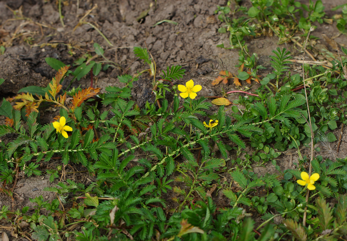 Image of Potentilla anserina specimen.