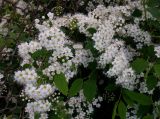 Spiraea crenata. Побеги с соцветиями. Тверская обл., Весьегонск, в культуре. 5 июня 2020 г.