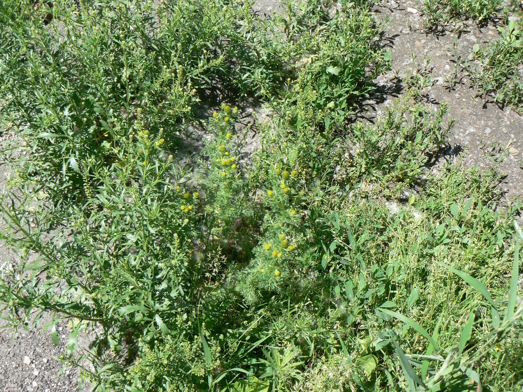 Image of Matricaria discoidea specimen.