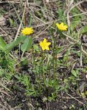 Ranunculus pedatus. Цветущее растение, один из цветков имеет увеличенное число лепестков. Ульяновская обл., Мелекесский р-н, окр. села Сабакаево, пойма реки Бол. Черемшан, заливной луг возле оз. Горелого. 03.05.2021.