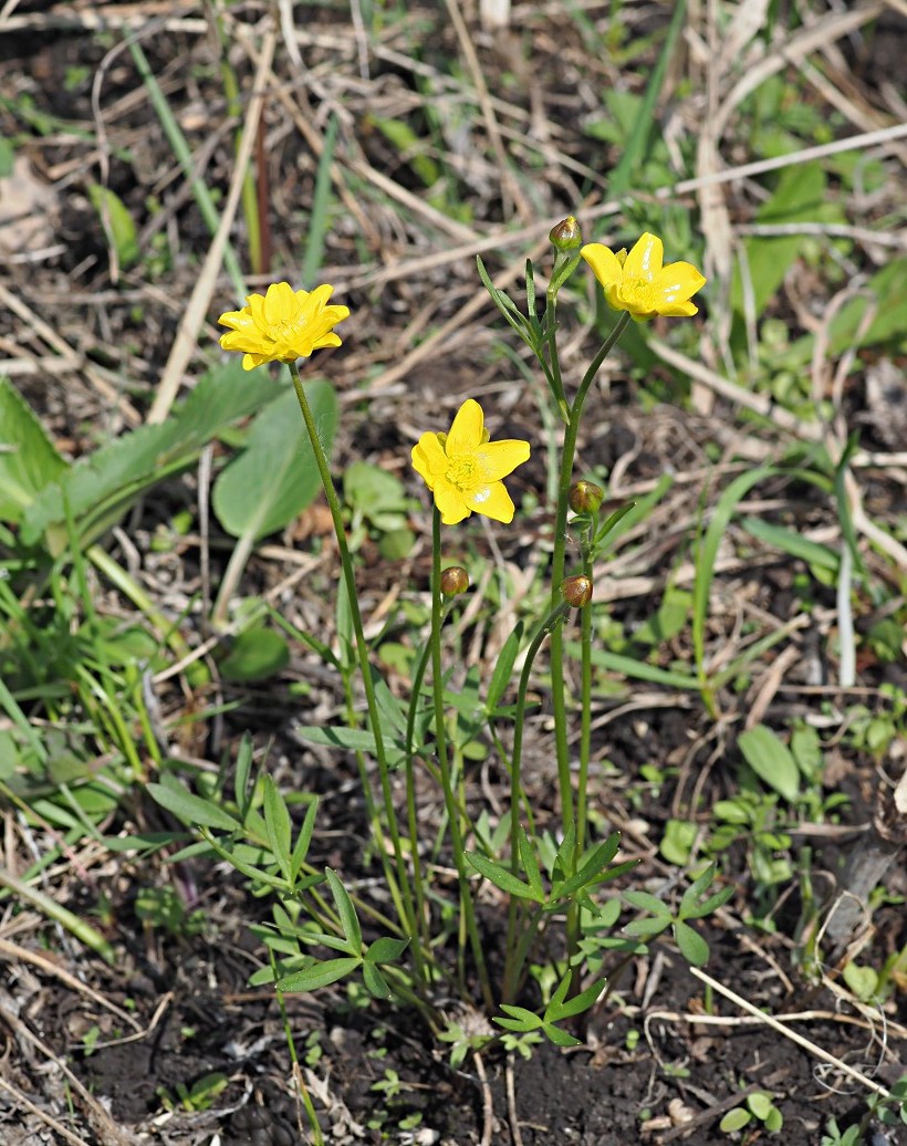 Изображение особи Ranunculus pedatus.