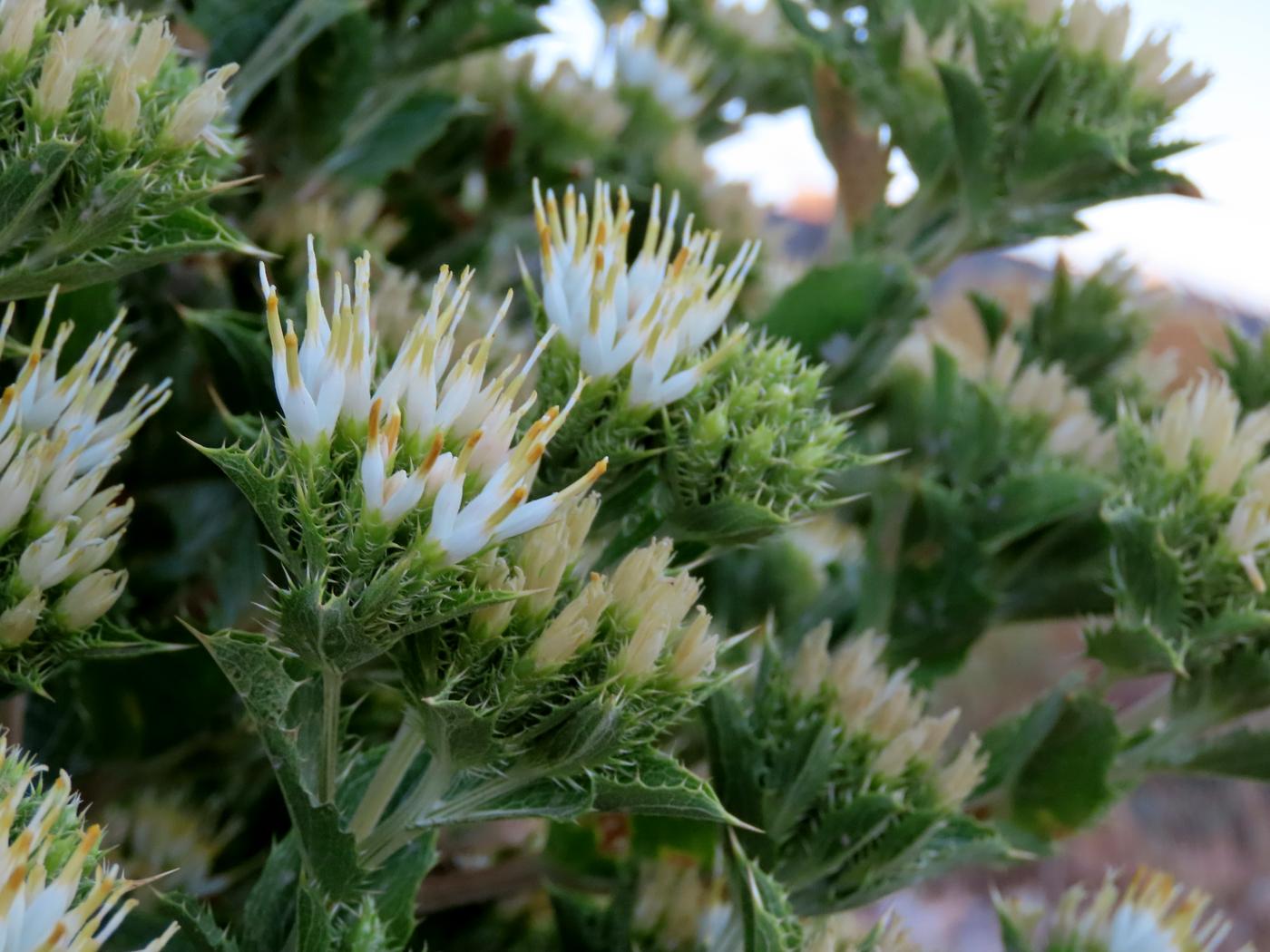 Изображение особи Cousinia triflora.