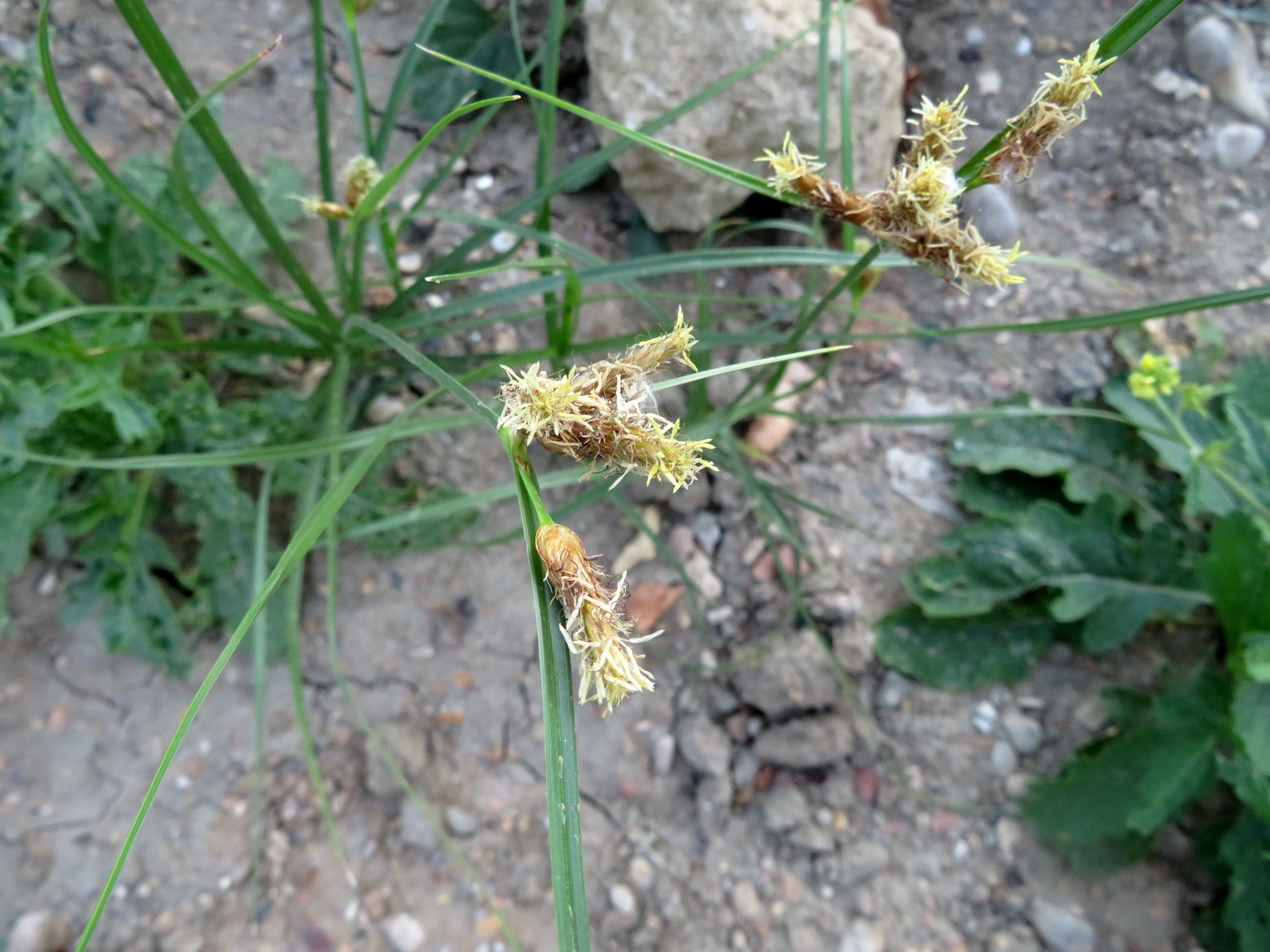 Image of genus Bolboschoenus specimen.