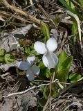 Viola hirta