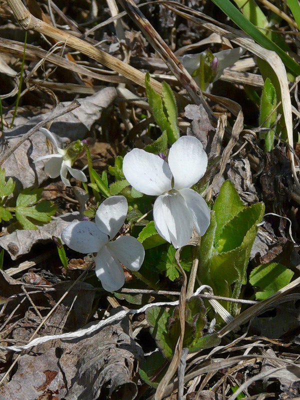 Image of Viola hirta specimen.